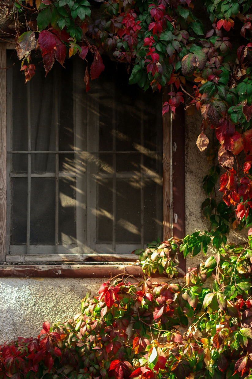 Autumns Embrace